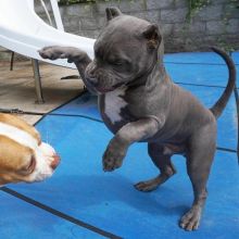 🟥🍁🟥 C.K.C MALE 🐶 FEMALE 🐶 BLUE NOSE AMERICAN PITBULL TERRIER PUPPIES $650 🟥🍁�