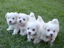 🟥🍁🟥 C.K.C MALE 🐶 FEMALE 🐶 MALTESE PUPPIES $650 🟥🍁🟥