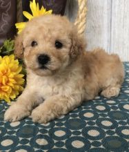 🟥🍁🟥 C.K.C MALE 🐶 FEMALE 🐶 TOY POODLE 🐶 PUPPIES $650 🟥🍁🟥