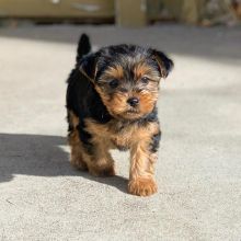 🟥🍁🟥 C.K.C MALE 🐶 FEMALE 🐶 YORKSHIRE TERRIER PUPPIES $650 🟥🍁🟥