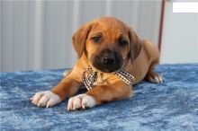 We have gorgeous Rhodesian Ridgeback puppies for adoption,