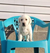 11 weeks old Labrador Retriever puppies