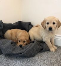 Adorable Golden Retriever Puppies Available [shaneltinsley@gmail.com or (951) 430-2313]