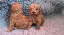 Adorable male and female poodle puppies [shaneltinsley@gmail.com or (951) 430-2313]
