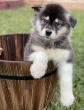 Alaskan Malamute puppies, 1 female and 3 males, registered. [shaneltinsley@gmail.com or (