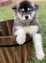 Alaskan Malamute Puppies for Sale [shaneltinsley@gmail.com or (951) 430-2313]
