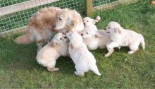 Awesome Golden Retriever Puppies Available For Adoption [shaneltinsley@gmail.com or (951) 430-2313]