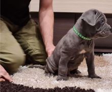 Beautiful male and female Neapolitan Mastiff puppies