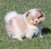 Beautiful Pomeranian puppies,