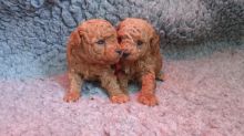 Beautiful Poodle Puppy [shaneltinsley@gmail.com or (951) 430-2313]