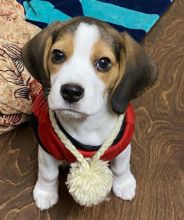 Cute Lovely Beagle Puppies male and female for adoption