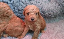 cute toy poodle [shaneltinsley@gmail.com or (951) 430-2313]