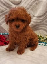 Adorable Toy Poodle Puppies-Male/Female left!! [shaneltinsley@gmail.com or (951) 430-2313]
