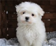 Gorgeous Teacup Maltese puppies, male and female,