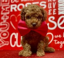 Home Raised Toy Poodle puppies available✿✿ Email at ⇛⇛ [shaneltinsley@gmail.com or (951) 430