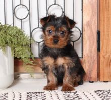 Lovely Yorkshire Terrier puppy [shaneltinsley@gmail.com or (951) 430-2313]