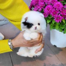 magnificent pomerania puppy for adoption [shaneltinsley@gmail.com or (951) 430-2313