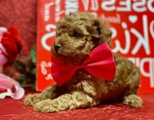 Magnificent Toy Poodle Puppies Available✿✿ Email at ⇛⇛shaneltinsley@gmail.com or (951) 430