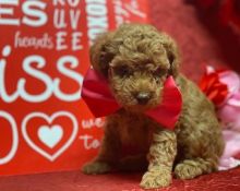 Only 2 available! Toy Poodle pups! **Vaccinated** [shaneltinsley@gmail.com or (951) 430-2313]