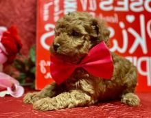 Poodle Puppy [shaneltinsley@gmail.com or (951) 430-2313]
