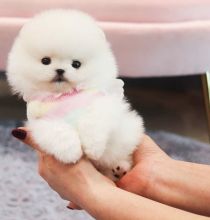 Priceless White Pomeranian Puppy For Adoption [shaneltinsley@gmail.com or (951) 430-2313]