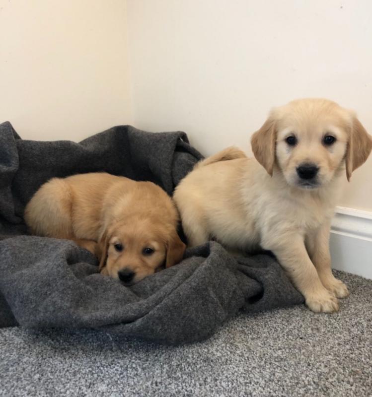Adorable Golden Retriever Puppies Available [shaneltinsley@gmail.com or (951) 430-2313] Image eClassifieds4u