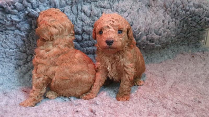 Adorable male and female poodle puppies [shaneltinsley@gmail.com or (951) 430-2313] Image eClassifieds4u