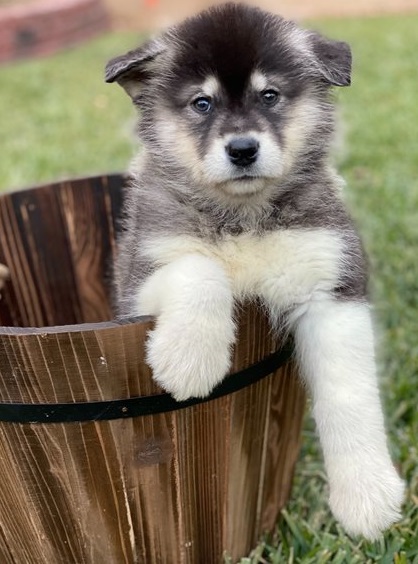 Alaskan Malamute Puppies for Sale [shaneltinsley@gmail.com or (951) 430-2313] Image eClassifieds4u