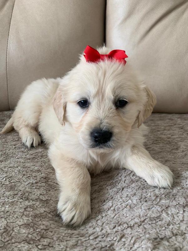 Beautiful Golden Retriever Puppies [shaneltinsley@gmail.com or (951) 430-2313] Image eClassifieds4u