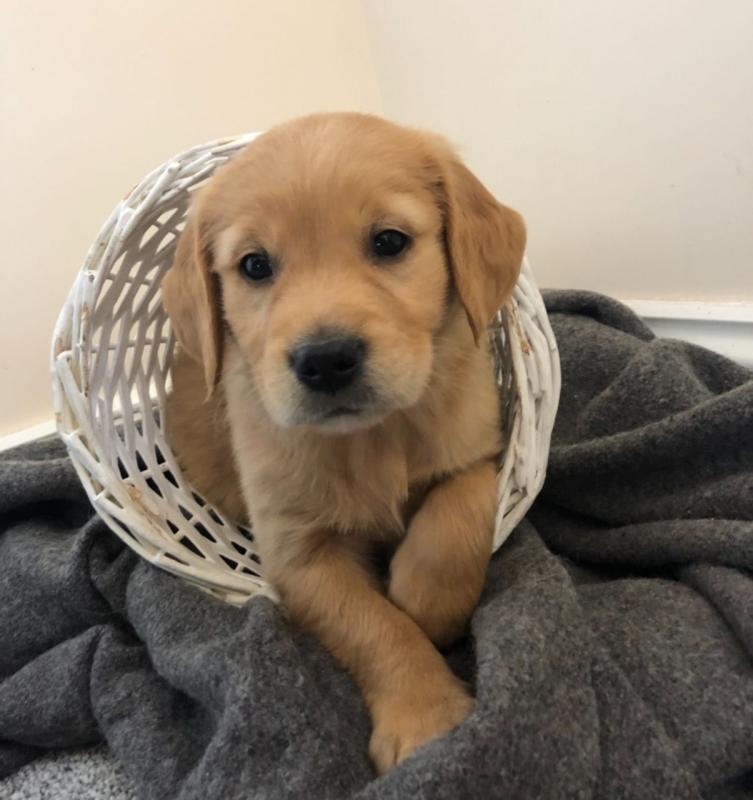 C.K.C MALE AND FEMALE GOLDEN RETRIEVER PUPPIES AVAILABLE [shaneltinsley@gmail.com or (951) 430-2313] Image eClassifieds4u