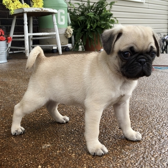 Fawn Pug Puppies Available for Adoption. Image eClassifieds4u