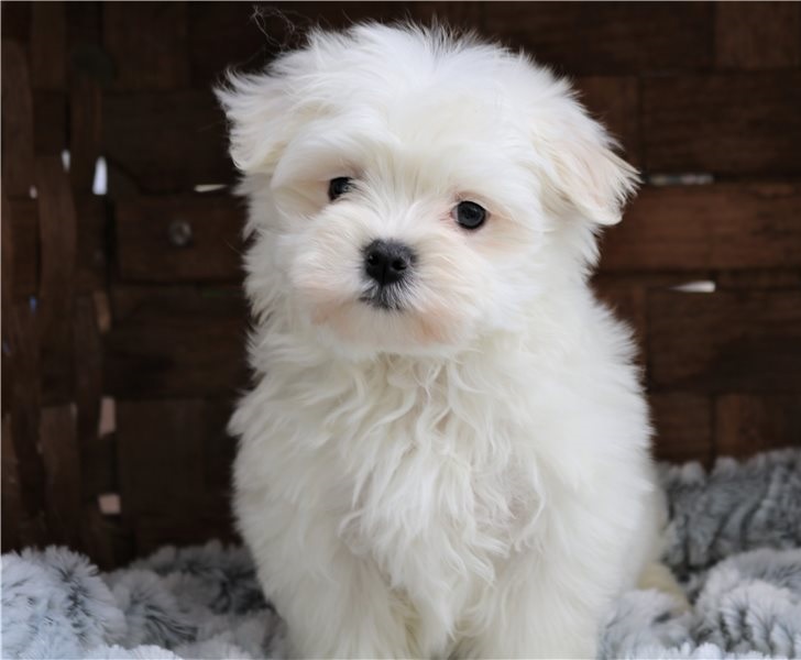Gorgeous Teacup Maltese puppies, male and female, Image eClassifieds4u