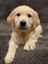 Adorable Golden Retriever Puppies [shaneltinsley@gmail.com or (951) 430-2313] Image eClassifieds4u 2