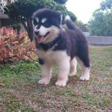 🟥🍁🟥 C.K.C MALE 🐶 FEMALE 🐶 ALASKAN MALAMUTE PUPPIES $650 🟥🍁🟥 Image eClassifieds4u 2