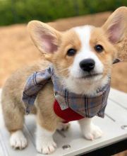 🟥🍁🟥 C.K.C MALE 🐶 FEMALE 🐶 PEMBROKE WELSH CORGI PUPPIES $650 🟥🍁🟥 Image eClassifieds4u 3