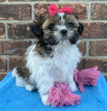 🟥🍁🟥 C.K.C MALE 🐶 FEMALE 🐶 SHIH TZU PUPPIES $650 🟥🍁🟥 Image eClassifieds4u 2