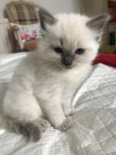 Registered male and female Ragdol kittens for re homing. Image eClassifieds4U