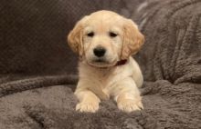 C.K.C MALE AND FEMALE GOLDEN RETRIEVER PUPPIES AVAILABLE [shaneltinsley@gmail.com or (951) 430-2313] Image eClassifieds4u 1