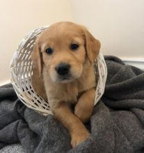 C.K.C MALE AND FEMALE GOLDEN RETRIEVER PUPPIES AVAILABLE [shaneltinsley@gmail.com or (951) 430-2313] Image eClassifieds4u 2