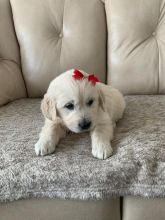 Energetic Golden Retriever Puppies [shaneltinsley@gmail.com or (951) 430-2313] Image eClassifieds4u 2