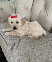 Golden Retriever Pup [shaneltinsley@gmail.com or (951) 430-2313] Image eClassifieds4u 1