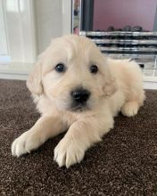 Golden Retrievers Puppies For Adoption [shaneltinsley@gmail.com or (951) 430-2313] Image eClassifieds4u 1