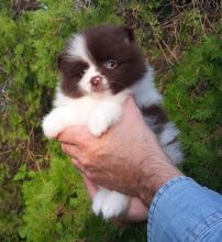 Healthy teacup Pomeranian [shaneltinsley@gmail.com or (951) 430-2313] Image eClassifieds4u 2