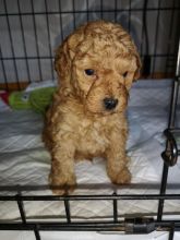 Home Raised Toy Poodle puppies available✿✿ Email at ⇛⇛ [shaneltinsley@gmail.com or (951) 430 Image eClassifieds4u 3