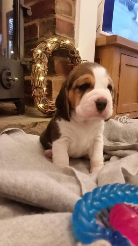 male and female beagle puppies contact us at rebeccamiguel2@gmail.com Image eClassifieds4u