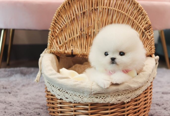 Pomerania mini toy Puppy for Adoption [shaneltinsley@gmail.com or (951) 430-2313] Image eClassifieds4u