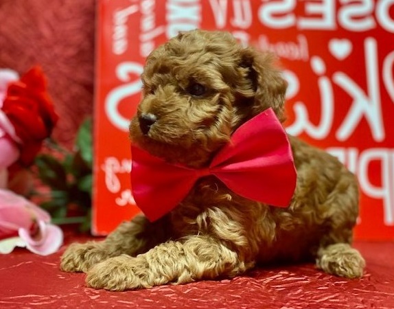 Poodle Puppy [shaneltinsley@gmail.com or (951) 430-2313] Image eClassifieds4u