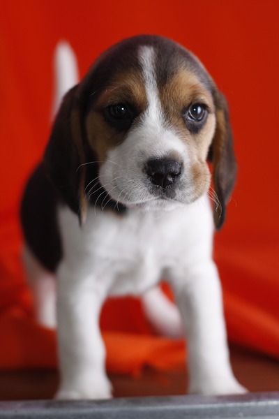 Tri color beagle puppies available now Image eClassifieds4u