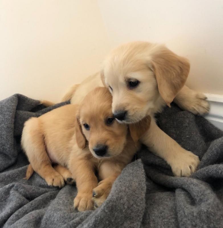 Well Trained Golden Retriever Puppies [shaneltinsley@gmail.com or (951) 430-2313] Image eClassifieds4u