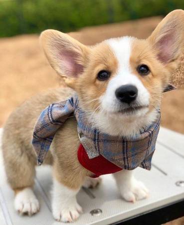 🟥🍁🟥 C.K.C MALE 🐶 FEMALE 🐶 PEMBROKE WELSH CORGI PUPPIES $650 🟥🍁🟥 Image eClassifieds4u